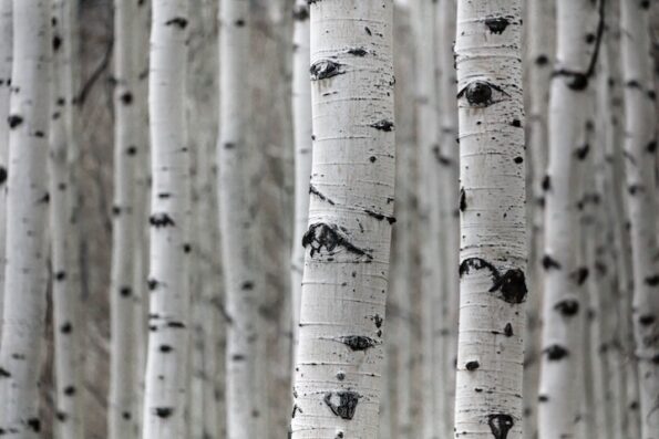 Birch trees